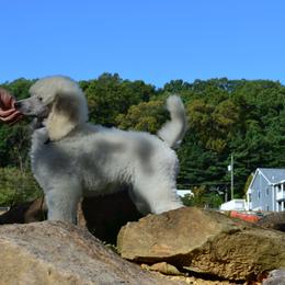 Poodle Puppies from D and D Standard Poodles