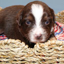 Nancy Reagan - Red tri female Miniature Australian Shepherd puppy in Oakland, Maryland from Yarborough Kennels