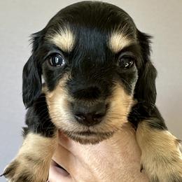 Slinky - Black and cream Dachshund puppy in Alva, Florida from Salty C's Dachshunds