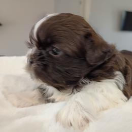 Girl 2 Socks - Chocolate female Shih Tzu puppy in Paradise, California from Richview Shihtzu
