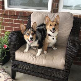 American Corgis and Pembroke Welsh Corgis from Rawson Ridge Corgis
