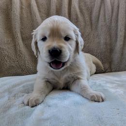 Teal Female - Light golden female Golden Retriever puppy in Roseburg, Oregon from Unbound Goldens