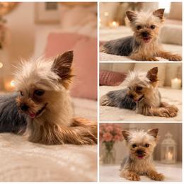 Ultra tiny Johny 7000 - Blue and gold male Yorkshire Terrier puppy in Miami, Florida from Natalias Tiny Puppies