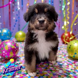 KRAMER - Black Tri Male - Black tri-color male Australian Shepherd puppy in Gainesville, Texas from Lady Luck Aussies