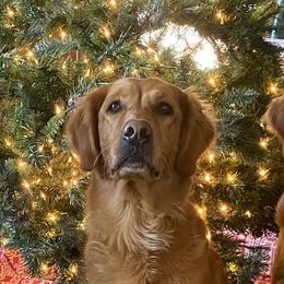 Jazz - Golden Retriever