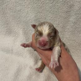 Axel - Red merle male Australian Shepherd puppy in Mcmillan, Michigan from Hall-N-Auss Australian shepherds