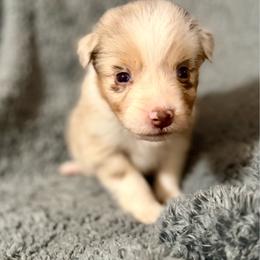 Nova - Red merle female Australian Shepherd puppy in Athens, Texas from Ricochet Corgis