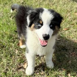 Lane - Black tri-color male Australian Shepherd puppy in Mc Alpin, Florida from RussKris Farms Aussies