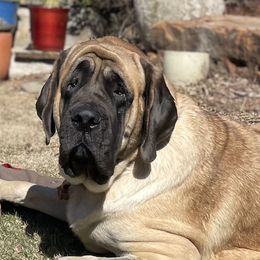 Reba - Mastiff