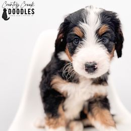 Holloway - Tri-color male Bernedoodle puppy in Tipton, Indiana from Country Creek Doodles