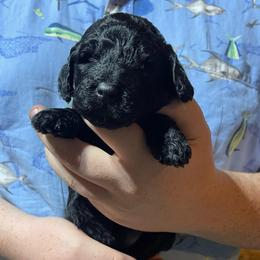 White striped collar - Black male Labradoodle puppy in Mc Cook, Nebraska from Powers Doodles