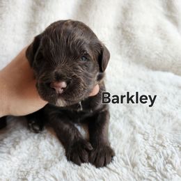 Barkley - Brown and white male Portuguese Water Dog puppy in Narvon, Pennsylvania from Prized Family Porties