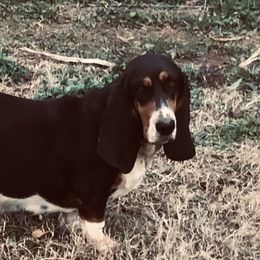 Spring - Basset Hound