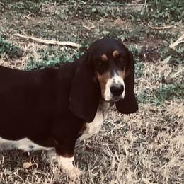 Spring - Basset Hound