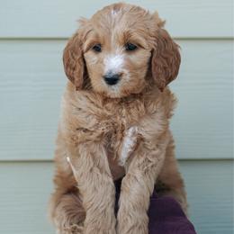 Lilac collar - Cinderella - Red  female Goldendoodle puppy in Duncan, South Carolina from Abner Creek Poodles & Doodles