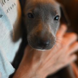 Chevron - Blue male Whippet puppy in Gentry, Arkansas from Mardel Robeson of Mulberry Hollow Whippets