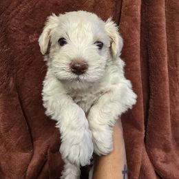 Green - Wheaten male Miniature Schnauzer puppy in Miami, Florida from Luxe's Pups