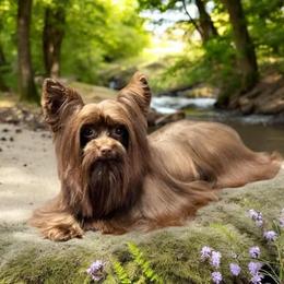 Ramee - Yorkshire Terrier
