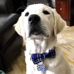 Golden Retriever Puppies from Sleepy Morning Goldens