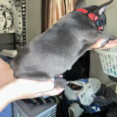 French Bulldog Puppies from Lewert’s puppies