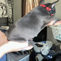 French Bulldog Puppies from Lewert’s puppies