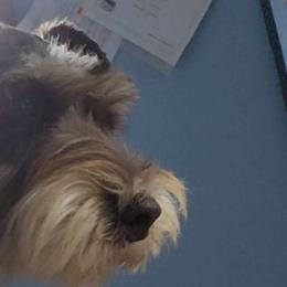 Shoney - Miniature Schnauzer