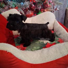 Jingle - Black male Miniature Schnauzer puppy in Gonzales, Louisiana from Majestic Marvels Schnauzers