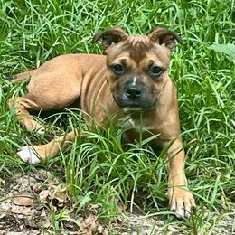 Eclair - Red female Staffordshire Bull Terrier puppy in Monroe, Georgia from Irresistibull Staffords