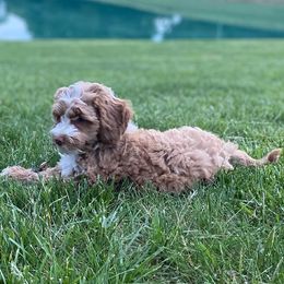 Blue - Australian Labradoodle