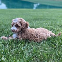Blue - Australian Labradoodle
