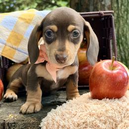 Pixie 2800 - Chocolate and tan female Dachshund puppy in Hendersonville, North Carolina from Snarky Doxy Miniature Dachshunds