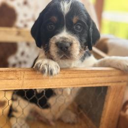 Reb - Black white and tan male English Springer Spaniel puppy in Cleburne, Texas from Powers English Springer Spaniels