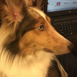 Cinnamon - Shetland Sheepdog