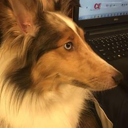 Cinnamon - Shetland Sheepdog
