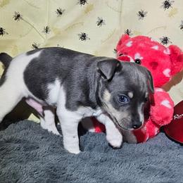 Mania - Blue white and tan male Rat Terrier puppy in Lynn, Alabama from Cryptic Rat Terriers
