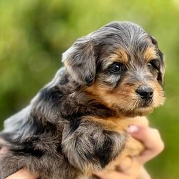 Lavender - Merle female Goldendoodle puppy in Highland, Utah from Angel Pups Deluxe