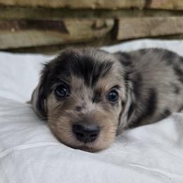 Jasper - Dapple male Dachshund puppy in Eldon, Missouri from Pure Joy Dachshunds
