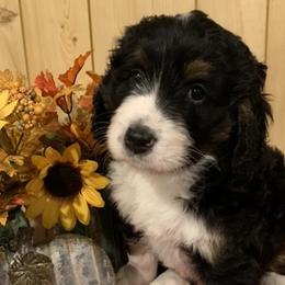 Bernedoodle Puppies from Lake Poygan Bernedoodles