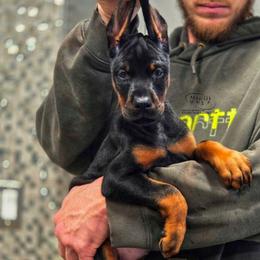 Lizzy - Black and rust female Doberman Pinscher puppy in China Township, Michigan from Snell's Superior Kennel Dobermann & GSP
