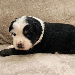 Cherokee - Black tri female Miniature Australian Shepherd puppy in Orrtanna, Pennsylvania from Mountain Top Shepherd's