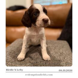 Lennox - Liver and white female English Springer Spaniel puppy in Arcadia, Florida from Redemption Fields Springer Spaniels