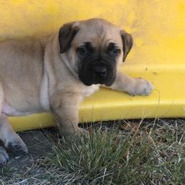 Cascabel- Purple - Brown Boerboel puppy in Pearce, Arizona from Desert Stronghold Boerboels