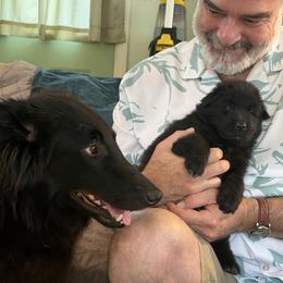 Dark Green Boy - Black male Belgian Sheepdog puppy in Fort Wayne, Indiana from Tenebras Belgian Sheepdogs