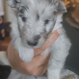 Adrian - Blue merle and white female Shetland Sheepdog puppy in Gladbrook, Iowa from T Triple C Shelties