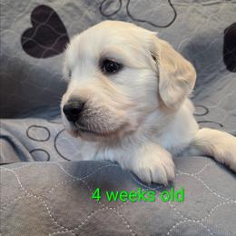 Lime green girl - Light golden female Golden Retriever puppy in Albuquerque, New Mexico from Teeter's Desert  Goddess Goldens