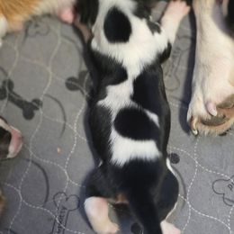 Faline - Black white and brown female Basset Hound puppy in Valley, Washington from Enchanted Valley Paws