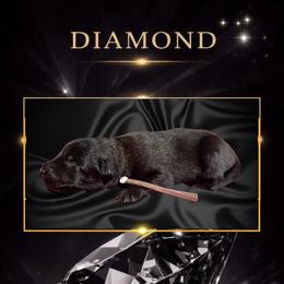 Diamond - Fawn sable female Belgian Malinois puppy in Chino, California from BlueStone K9