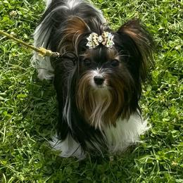 Kye - Black tan and white male Biewer Terrier puppy in Rocklin, California from Precious Jewels Biewer Terriers