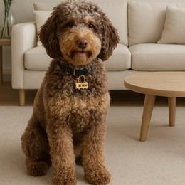 Tucker - Poodle