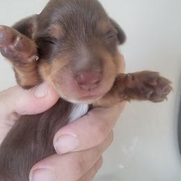 Boy 1 - Chocolate and tan male Dachshund puppy in Paradise, Texas from C and J Minis
